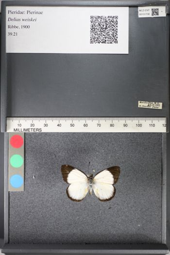 Media type: image;   Entomology 131738